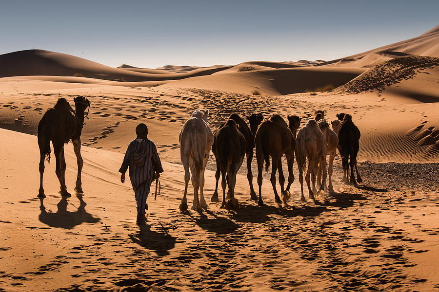 Sahara Desert Sand Dunes Morocco Nomad Berber Camel Photograph By 