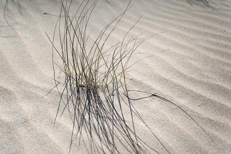  - sandy-grass-coastal-dunes-in-holland-jenny-rainbow