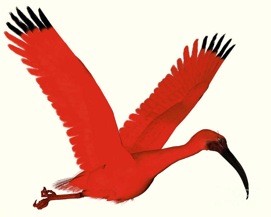 Scarlet Ibis Painting