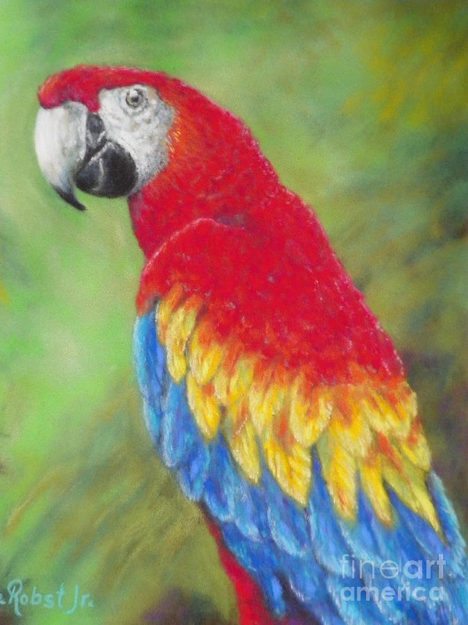 Scarlet Macaw