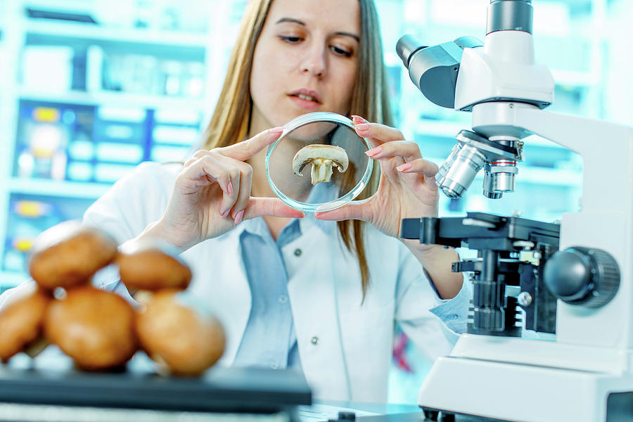 Scientist Studying Mushroom By Wladimir Bulgar Science Photo Library