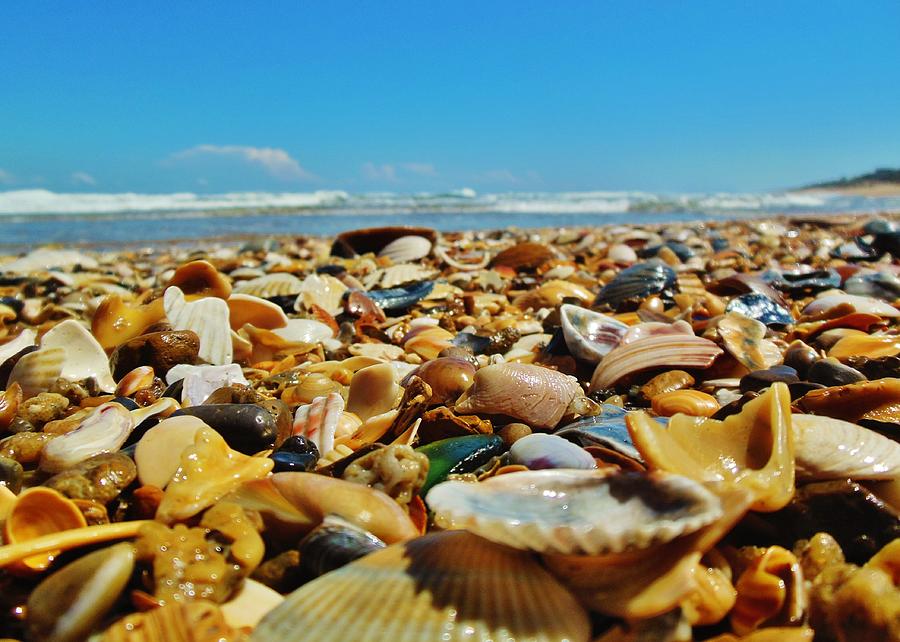 Sea Glass And Shells Hatteras Island 508 Photograph By Mark Lemmon