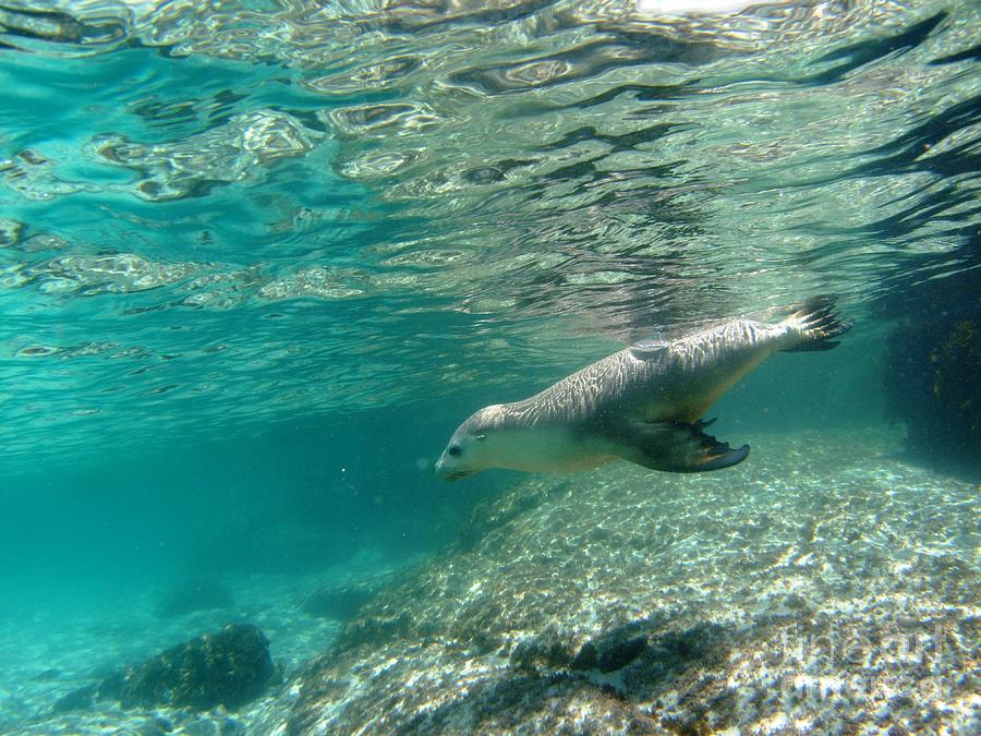  - sea-lion-cruising-crystal-beckmann