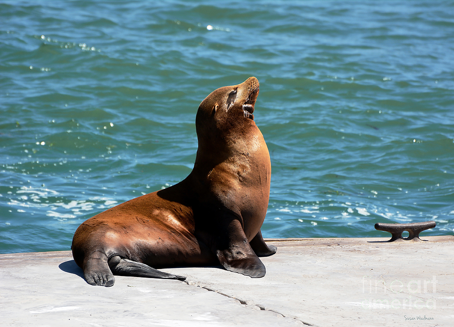 Sea Lion Posing On Boat Dock Photograph by Susan Wiedmann