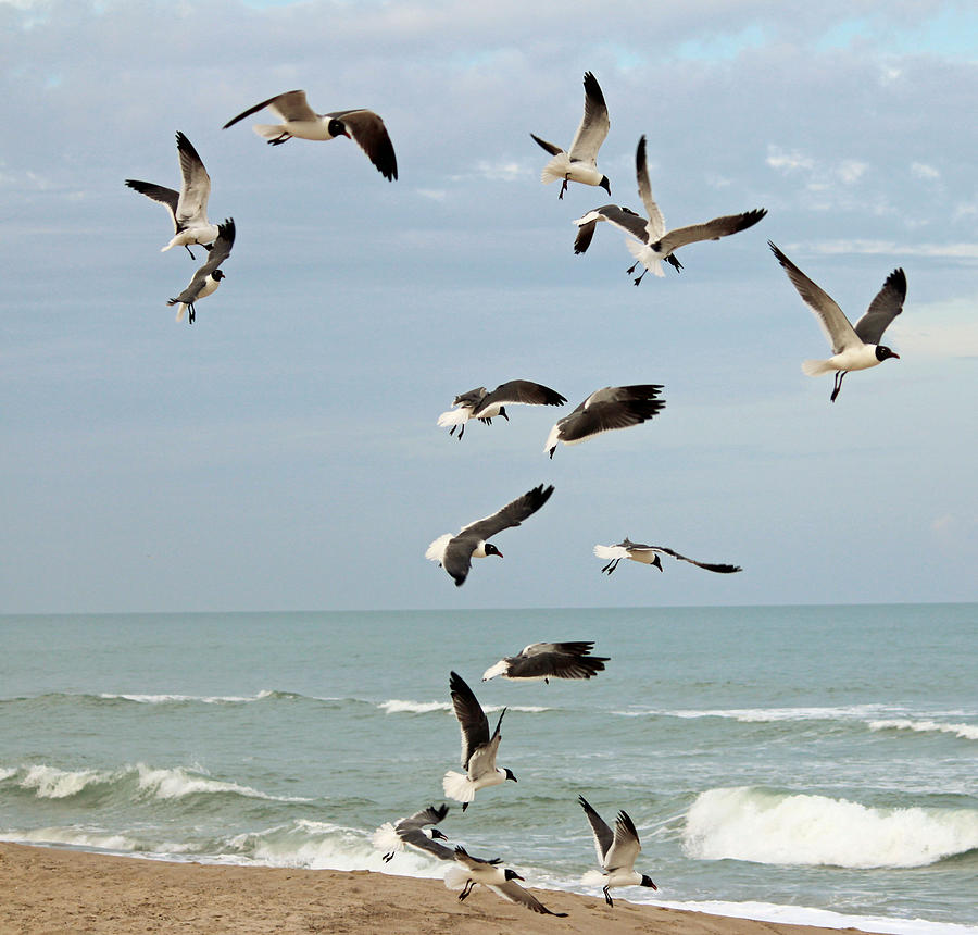 Seagulls On The Beach Photograph By Cynthia Guinn Pixels