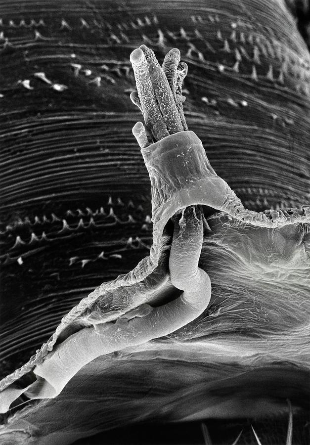 Sem Of Breathing Tube Of Fruit Fly Photograph By Dr Jeremy Burgess