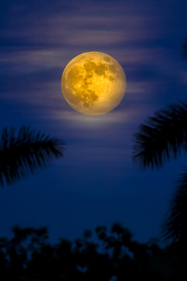 September Supermoon Photograph by Mark Andrew Thomas