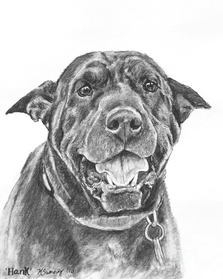 Shar-pei Mix Dog Drawing by Kate Sumners