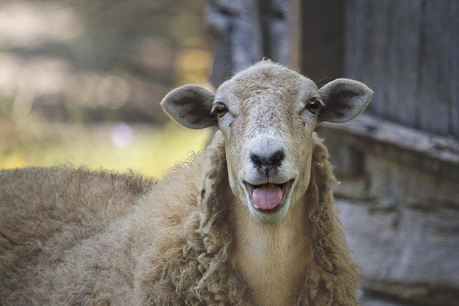 sheepish-smile-photograph-by-rhonda-mcclure