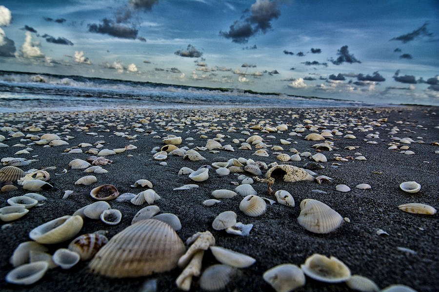 Shell Beach Photograph By Kevin Cable Fine Art America