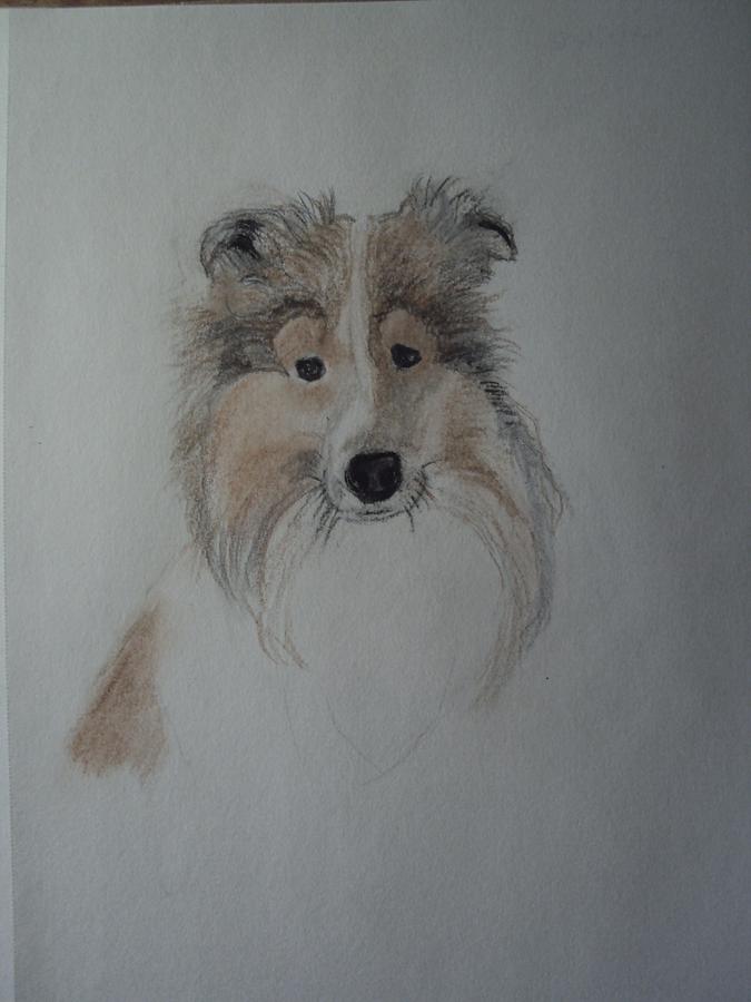 Sheltie Drawing by Image Source