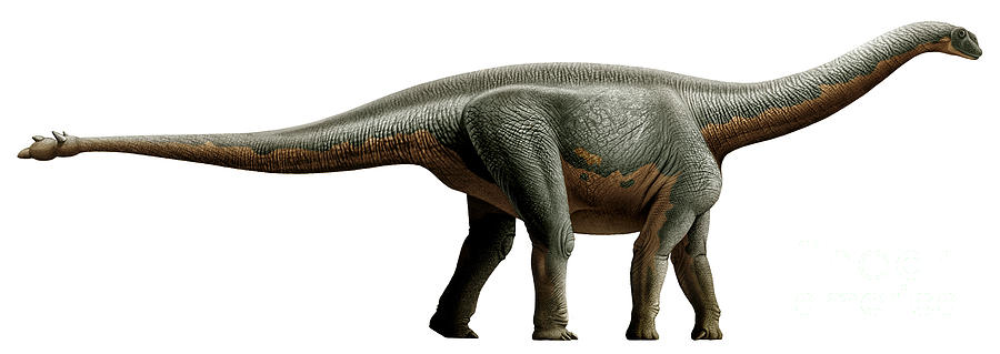 Shunosaurus, A Genus Of Sauropod By Mohamad Haghani