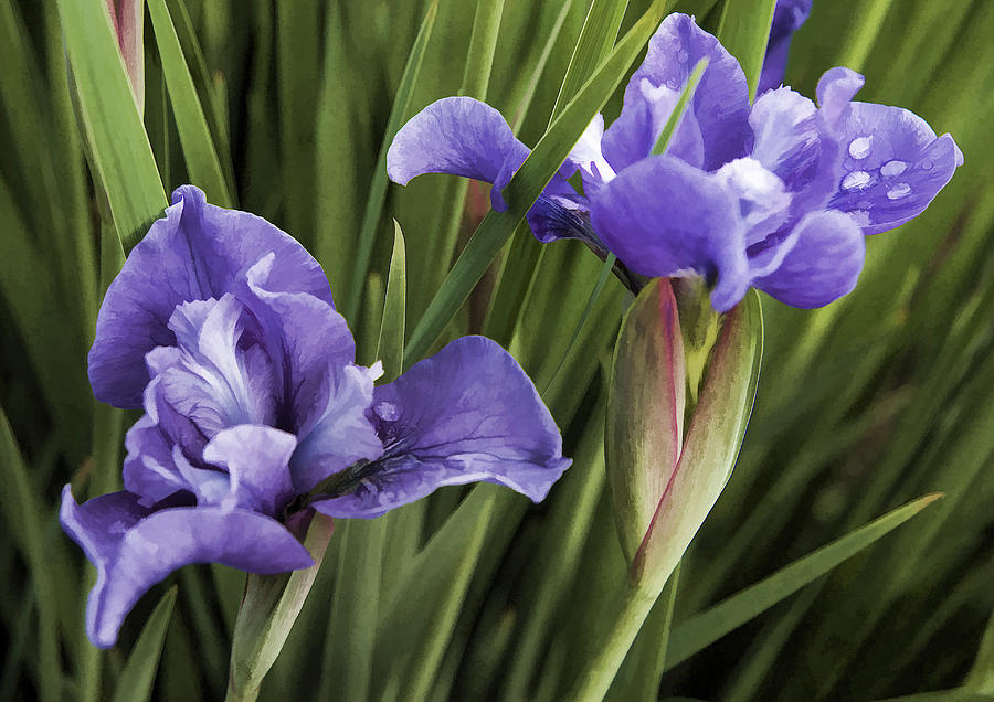  - siberian-iris-in-bloom-joanne-mckinnon