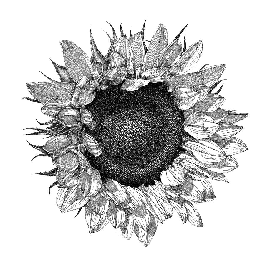 Sunflowers Drawing Tumblr