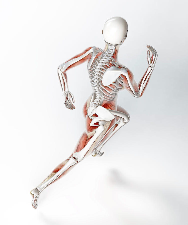 Skeleton Of Runner Photograph By Andrzej Wojcicki Fine Art America