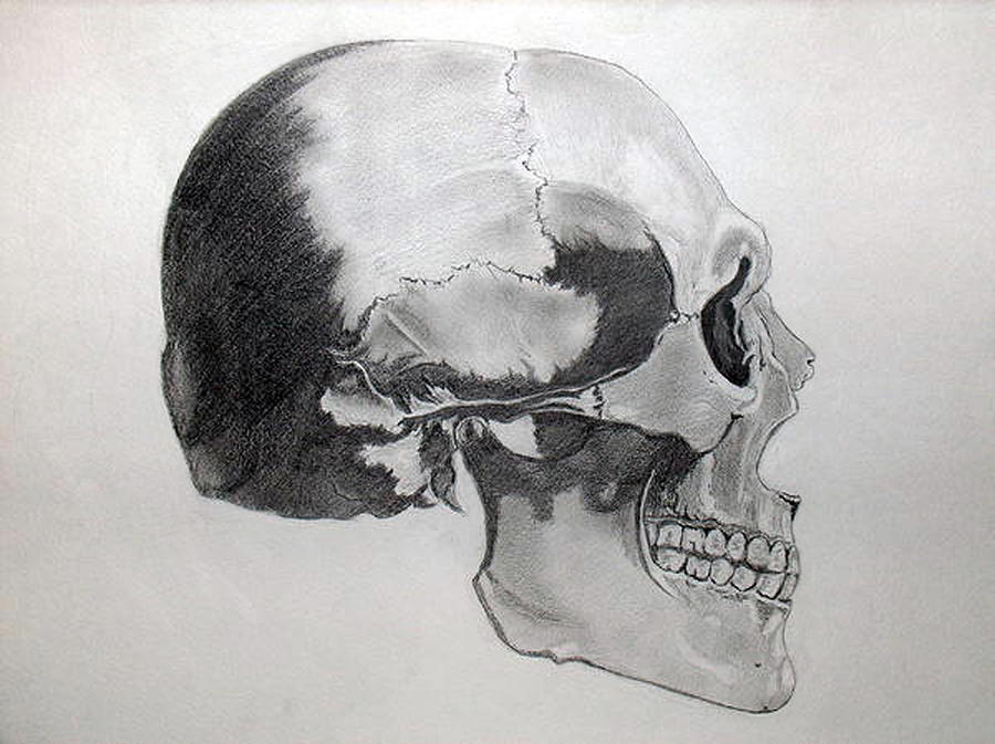 Skull Side View Drawing by Lisa Stanley