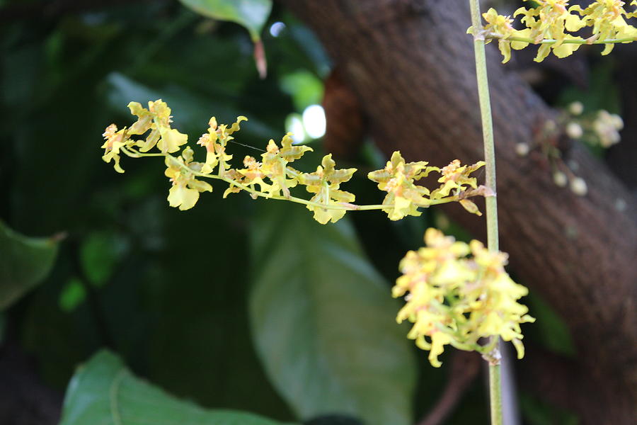  - small-orchid-spider-web-mark-perez