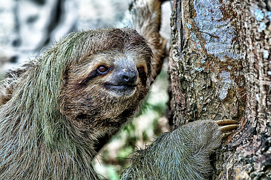 three toed sloth three toed sloth