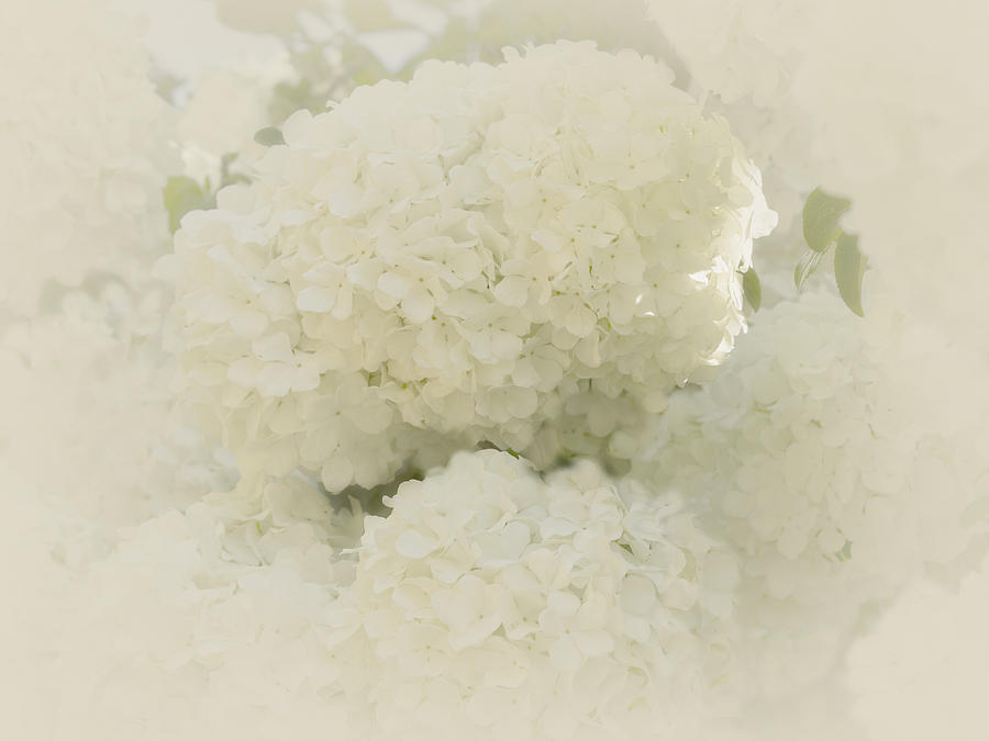  - snowballs-in-spring-cheryl-butler