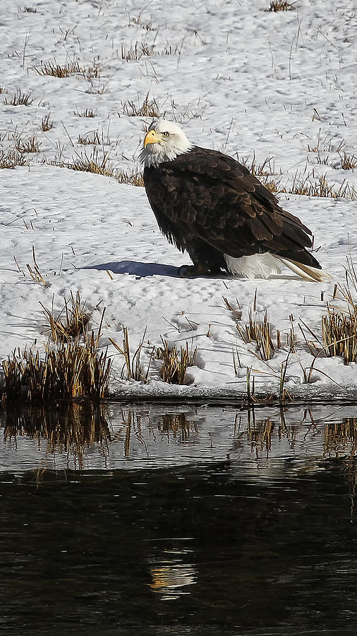  - snowy-eagle-reflection-elaine-haberland