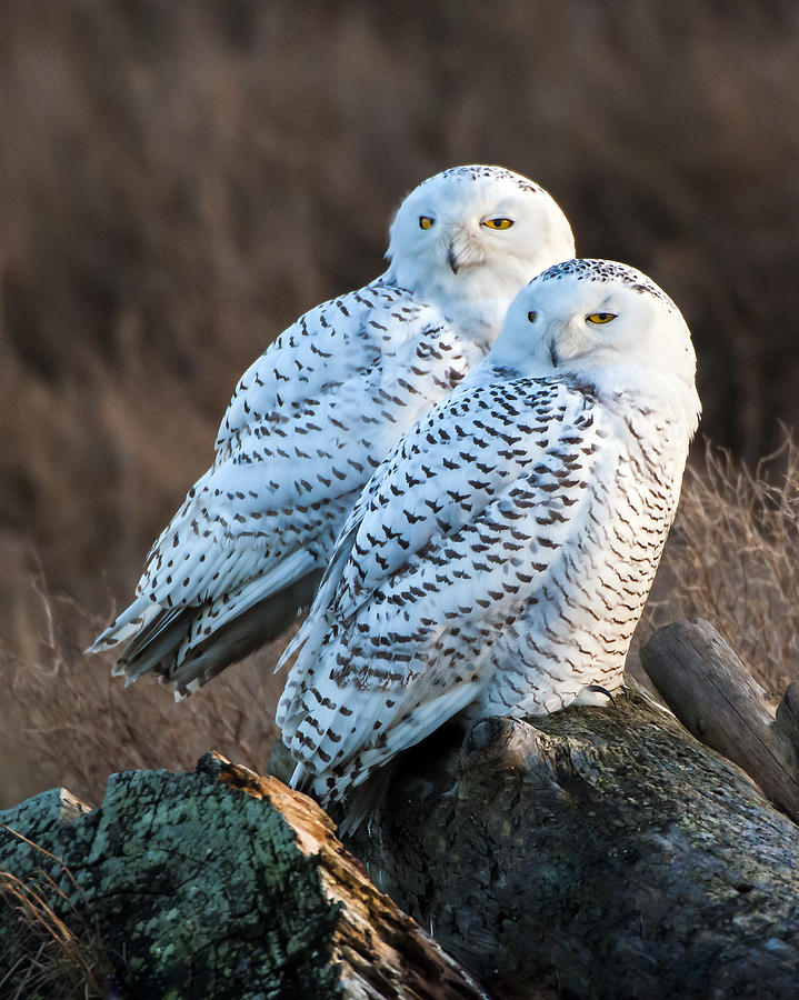  - snowy-owl-duo-nancy-wagner