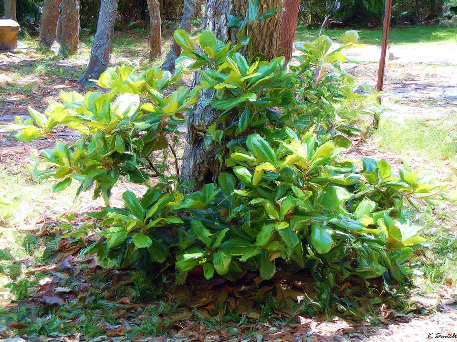 Magnolia+Bush Southern Magnolia Bush - Oil Painting by Kathryn Smith