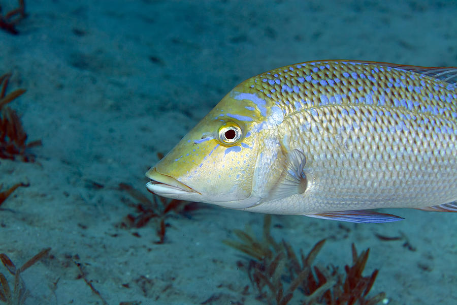 5 Beautifully Patterned Fish of the Red Sea