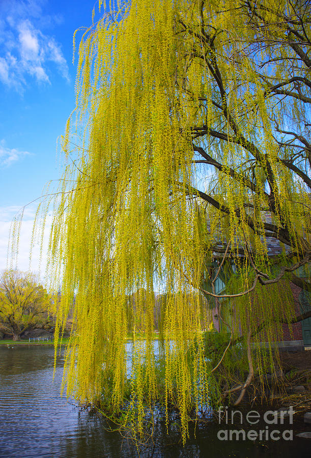  - spring-in-central-park-nyc-rafael-quirindongo