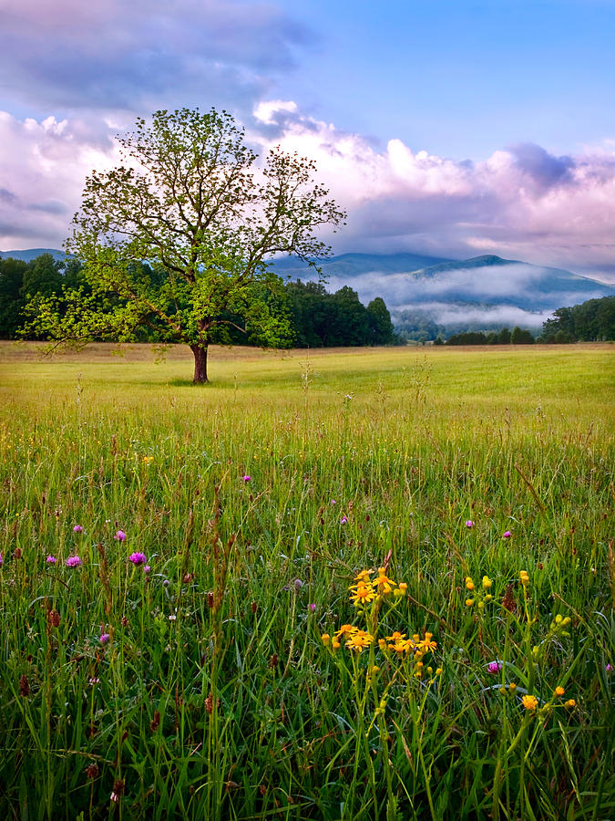 Spring In The Cove Cades Cove Great Smoky Mountains National Park
