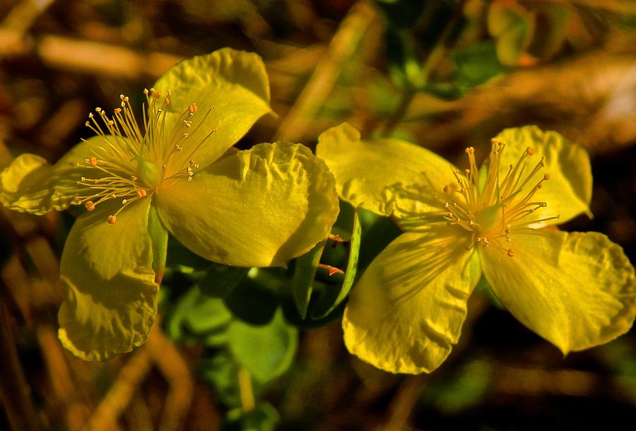 Four Petal St John S Wort Wild Flower Photograph By Joe Wyman Fine