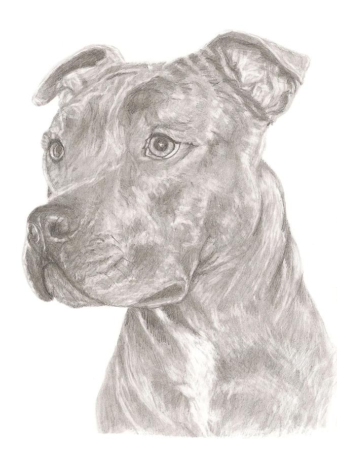 Staffordshire Bull Terrier Drawing