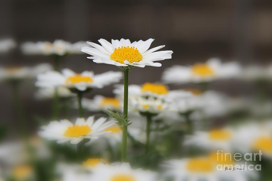 Standing Out Photograph By Yumi Johnson Fine Art America