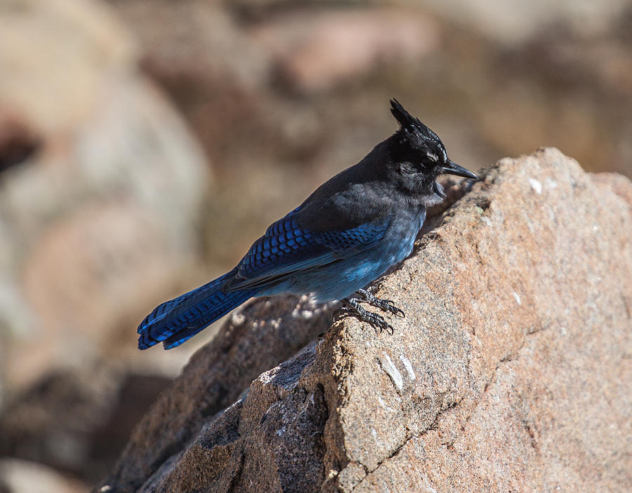  - stellars-jay-on-top-of-a-rock-pedro-i-orta