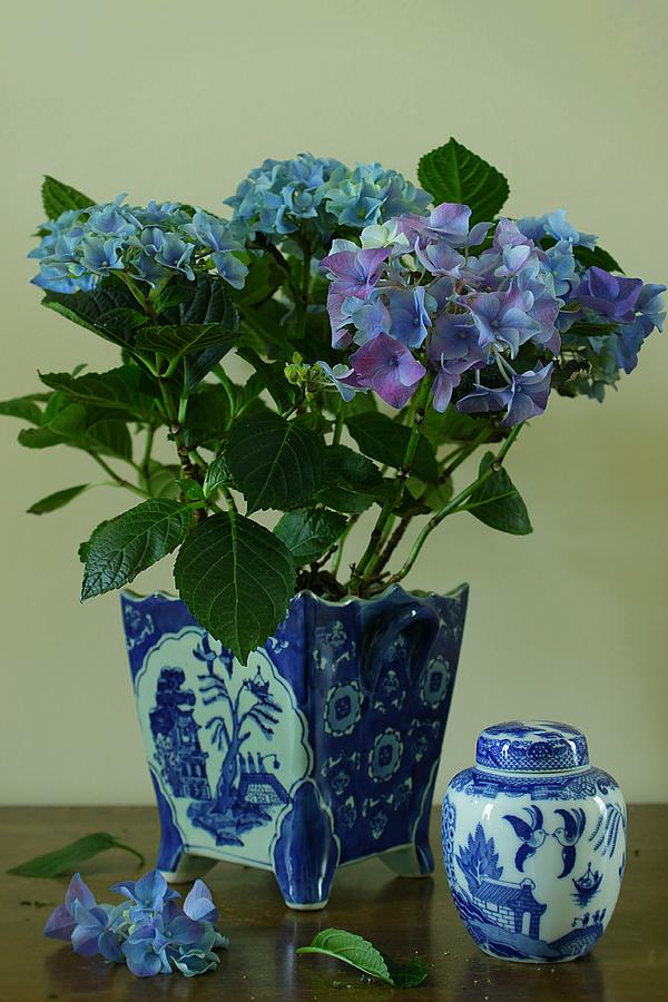 Still Life With Blue Hydrangea And Chinese Vase Photograph by Vickie 