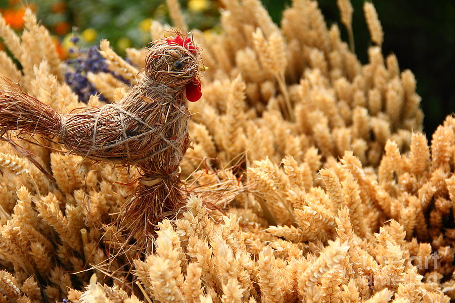  - straw-chicken-and-wheat-eugene-sim
