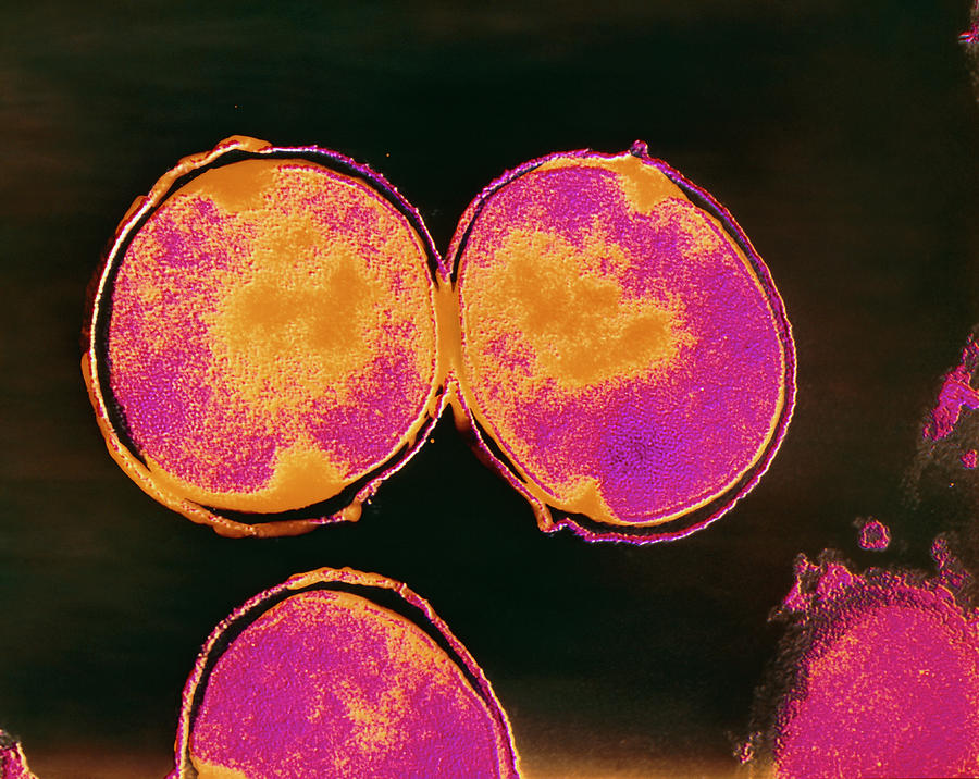 Streptococcus Pneumoniae Bacteria Photograph By Cnri Science Photo