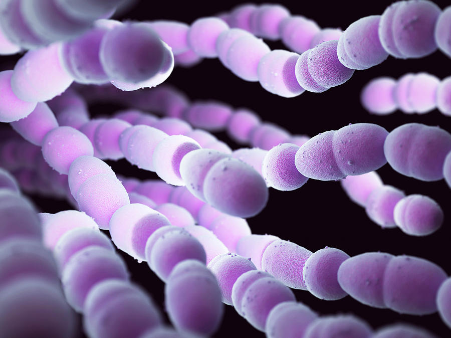 Streptococcus Pneumoniae Bacteria Photograph By Ktsdesign Science Photo