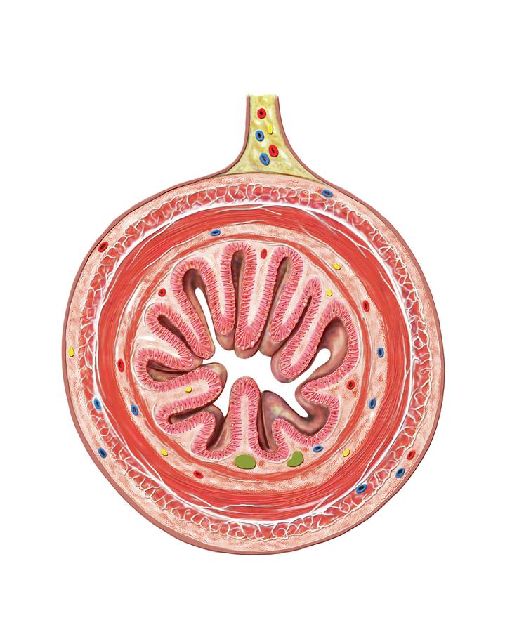 Structure Of Intestinal Tract Photograph By Asklepios Medical Atlas