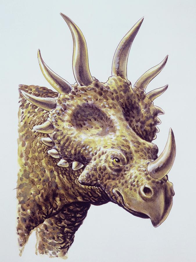 Styracosaurus Photograph By Deagostini Uig Science Photo Library Fine