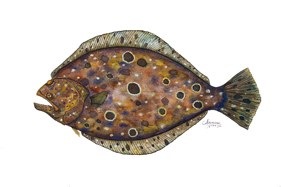 Summer Flounder Painting By Alexandra Nicole Newton