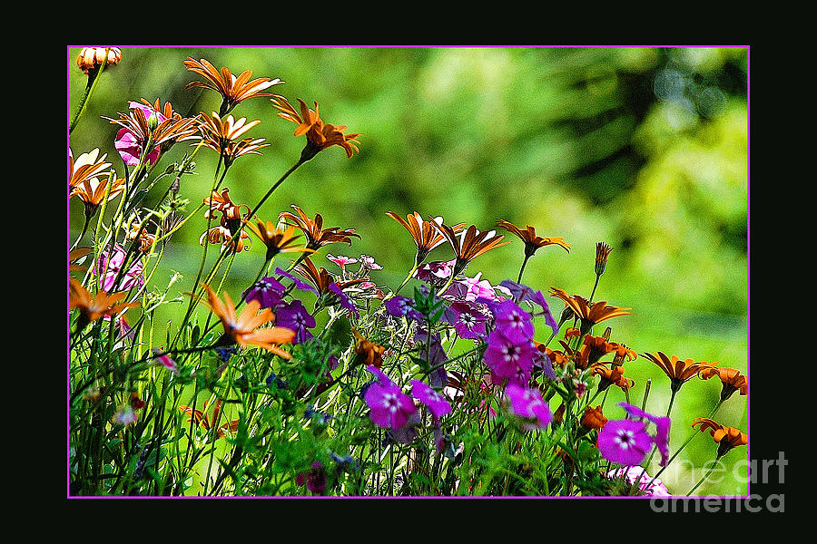  - summer-flowers-elaine-hunter