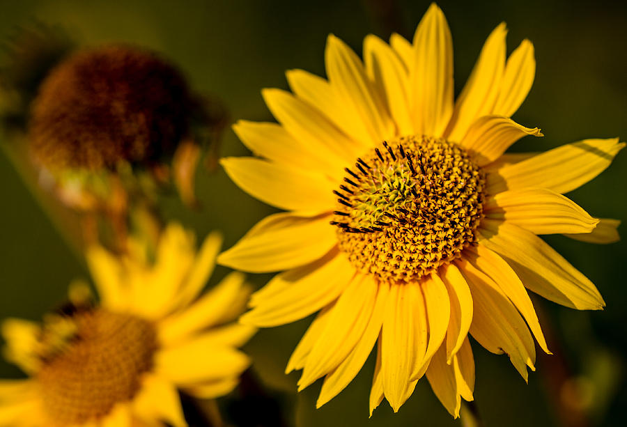  - sunflower-at-sunset-eric-bott