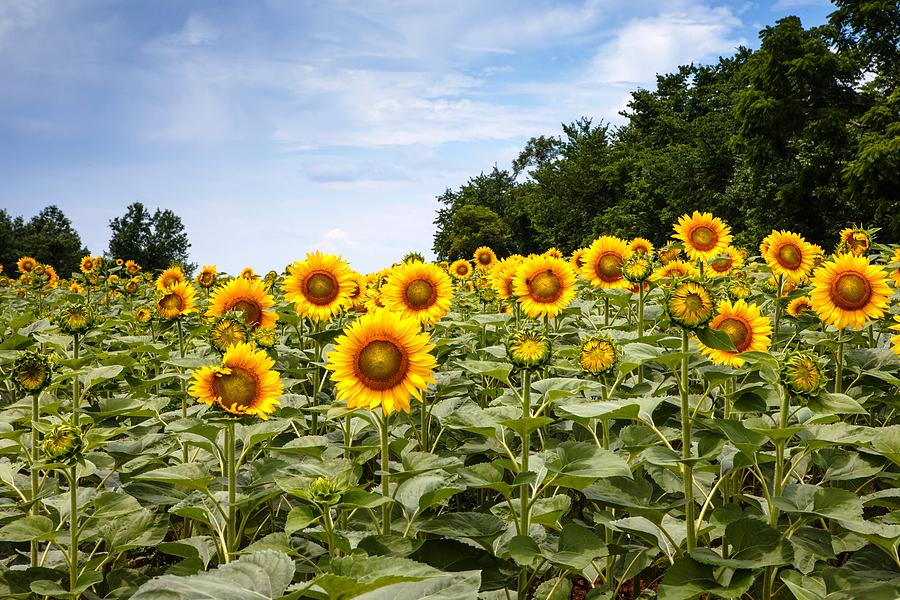  - sunflower-field-maryland-carol-vandyke