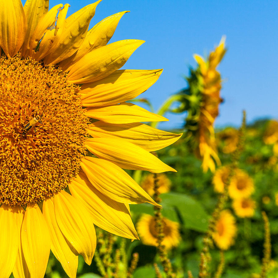 Sunflower Half Jesse C. Mault Sunflower Half Jesse C. Mault