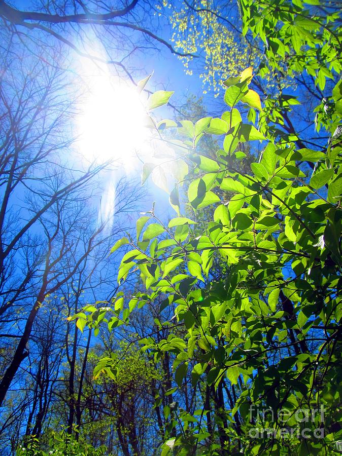  - sunlight-highlights-the-green-shrub-matthew-peek