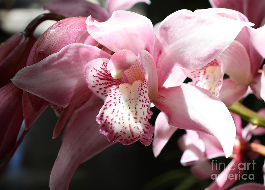 sunlight-on-pink-orchid-carol-groenen.jpg