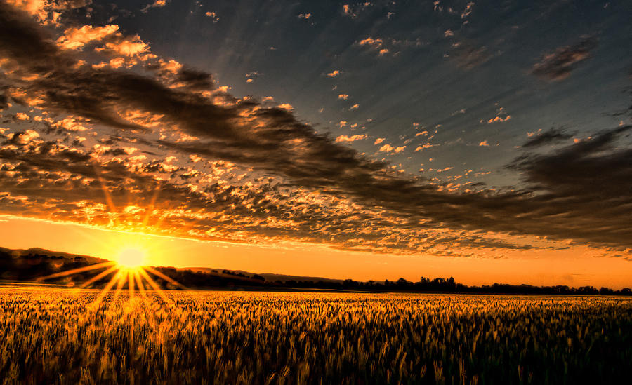 Sunset Over The Golden Meadow By Don Schwartz