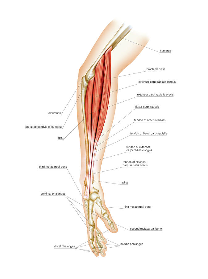 Superficial Muscles Of Forearm Photograph By Asklepios Medical Atlas