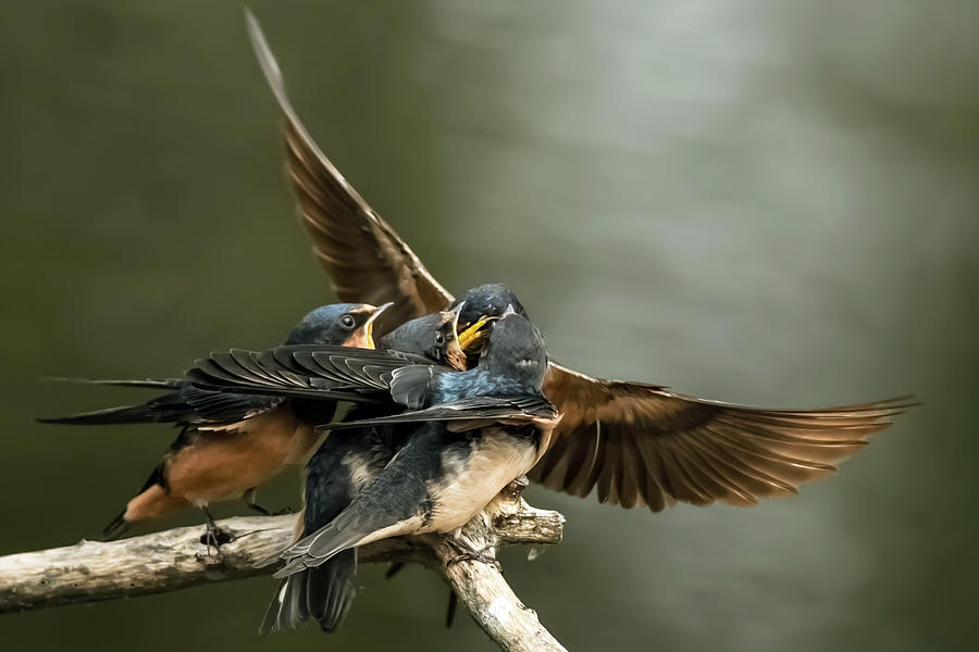 swallows feeding 3 by kenneth haley swallows feeding 3 swallows feeding 3 by kenneth haley swallows feeding 3