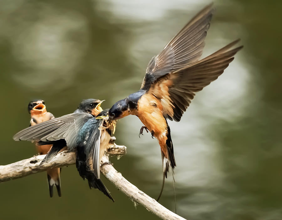 swallows feeding 4 photograph by kenneth haley swallows feeding 4 photograph by kenneth haley